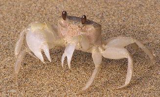 沙蟹吃瓜吗,揭秘海洋中的独特饮食习惯