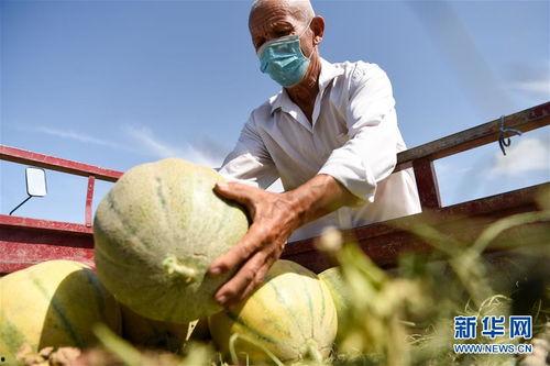 新疆老头吃老汉瓜,老头吃老汉瓜，传承民间美食佳话
