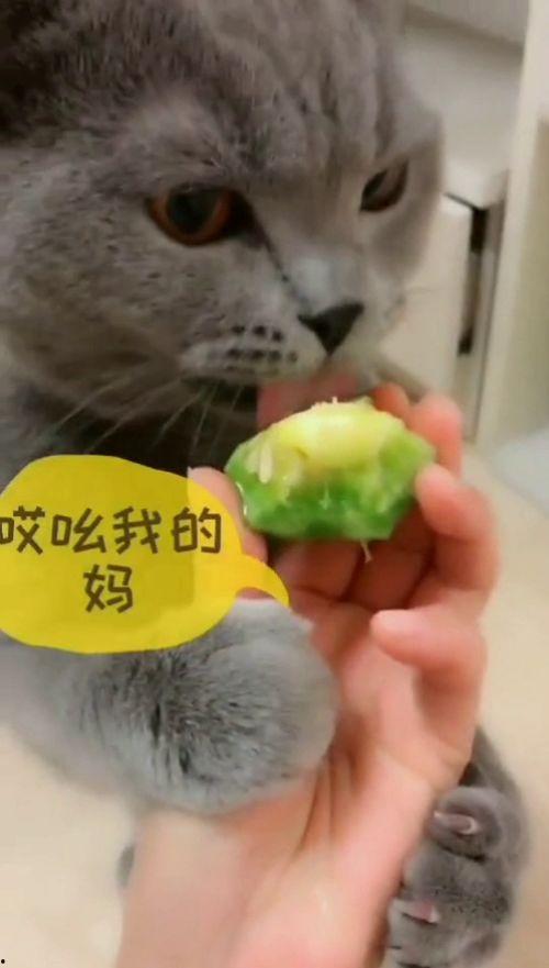 猫咪吃不吃葫芦瓜,猫咪饮食中的神秘元素