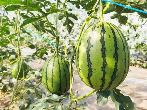 吃瓜不知瓜甜,探寻真相背后的甜蜜与苦涩