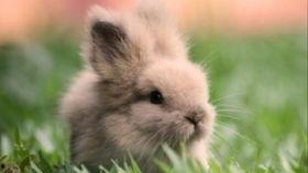 吃瓜的兔子小姐,吃瓜兔子小姐的趣味生活点滴