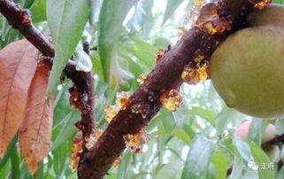 胶水吃瓜,揭秘新型胶水在吃瓜界的应用与影响