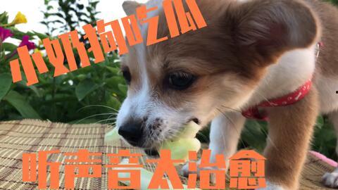 主人给小狗吃瓜,主人与小狗共享甜蜜时光