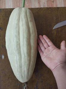 大瓜小瓜一起吃瓜,大瓜小瓜，一起畅享吃瓜乐趣