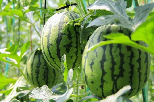 吃瓜群众电梯吃西瓜