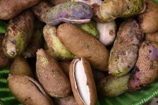 乡村小乔吃八月瓜,乡村小乔的八月瓜美味之旅