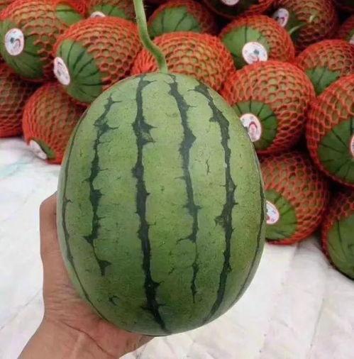 困在树上吃瓜,一场别开生面的“困瓜”奇遇