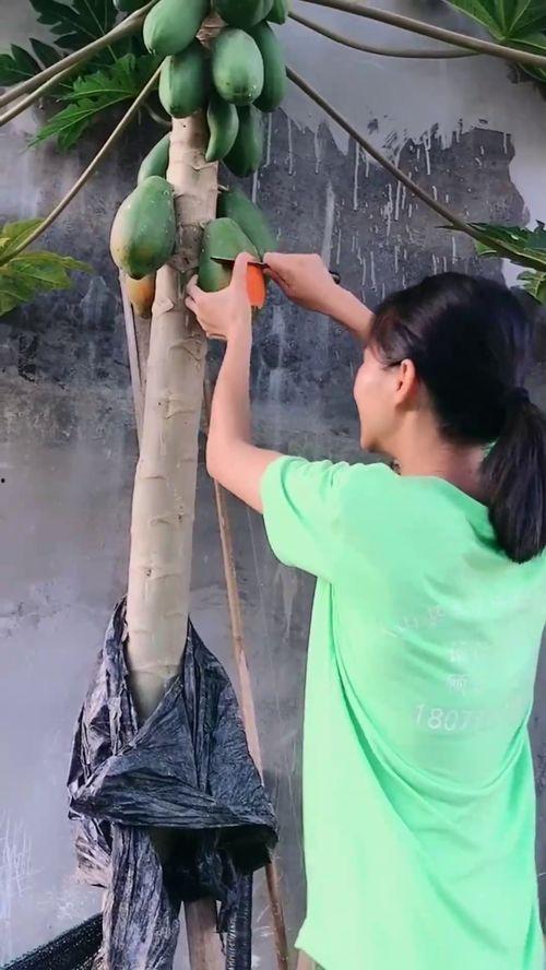 困在树上吃瓜,一场别开生面的“困瓜”奇遇