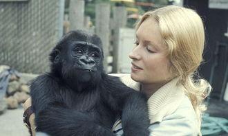 吃瓜女人像猩猩,揭秘人类与动物之间的奇妙联系