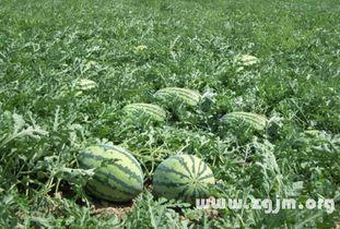 梦见烧瓜叶子吃,烧瓜叶子吃的寓意与启示