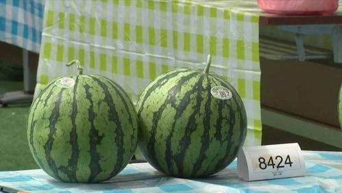 吃瓜上海杭州,探寻上海与杭州的美食风情之旅