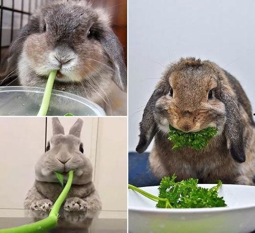 兔子吃茭瓜好吗怎么吃,兔子食用茭瓜的适宜方法与营养益处