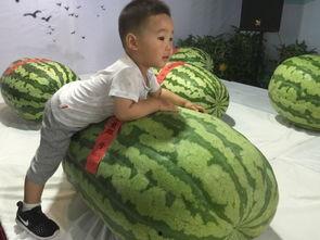 定西吃瓜群众事件