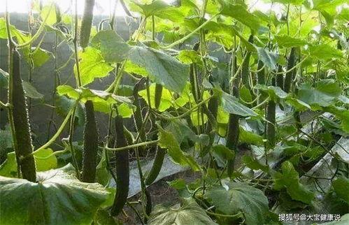 莲雾最新吃瓜网站,揭秘莲雾界的最新热点与趣闻