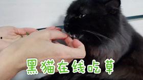 冷漠伸脖子吃瓜,伸脖子吃瓜的众生相