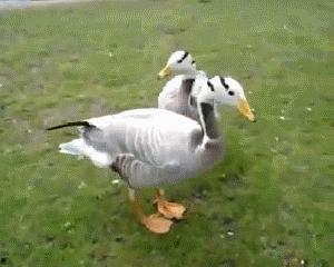 夏日吃瓜鸭,吃瓜鸭来解暑!