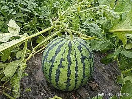 吃瓜不忘种瓜人,人生哲理与成长启示