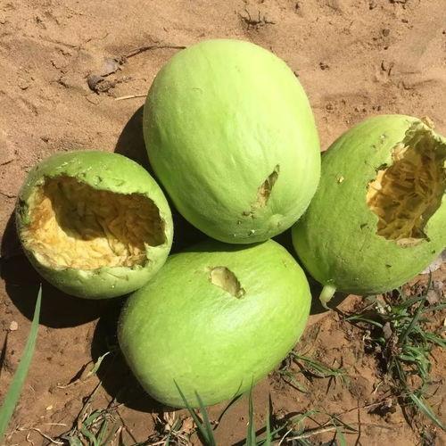 吃瓜不忘种瓜人,人生哲理与成长启示