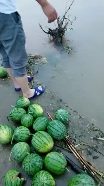 长生瓜怎么吃最好,解锁健康美味新体验