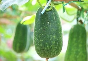 热瓜可以吃吗,探索夏日消暑新选择