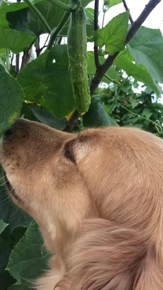 吃瓜变成吃狗粮,娱乐圈甜蜜与苦涩的变迁