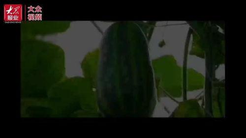 吃捧瓜视频,捧瓜视频背后的故事