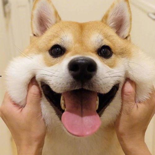 情侣头像吃瓜小黄狗