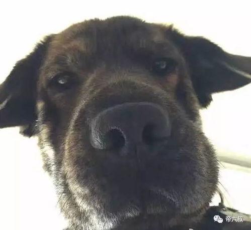 情侣头像吃瓜小黄狗