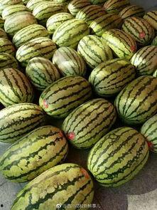 吃学校里面的瓜,揭秘校园里的那些秘密与传闻