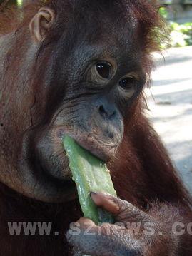 超级猩猩吃瓜拍照视频,萌态十足引网友热议