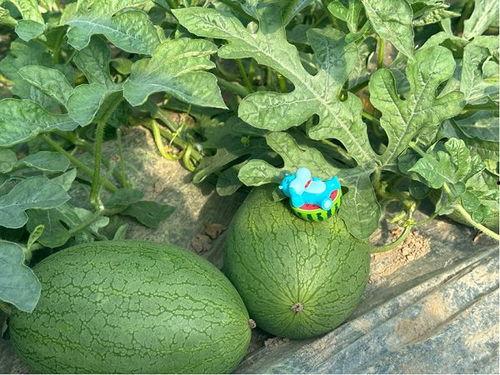 吃瓜大基地,一场全民参与的娱乐盛宴