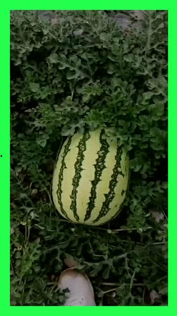 吃瓜大基地,一场全民参与的娱乐盛宴