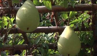 虎瓜风怎么吃,解锁独特风味，尽享舌尖盛宴