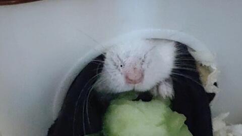 仓鼠可以吃哪些瓜,盘点适合它们的瓜类美食