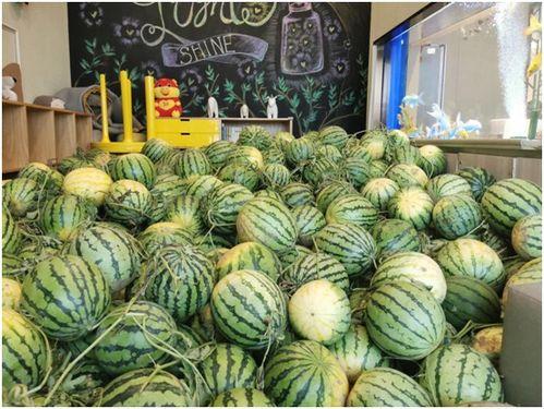 吃瓜营销活动,吃瓜活动带你体验不一样的品牌互动