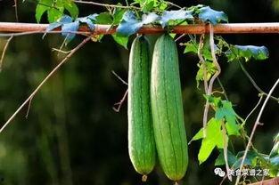 春天常吃的瓜,盘点春季时令瓜果盛宴