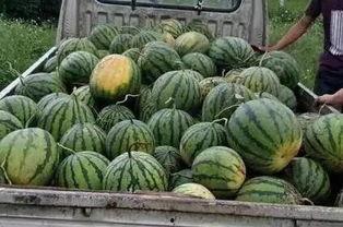 漳州最近吃瓜,揭秘网络热议背后的真相