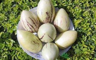 吃茄瓜会致癌吗,吃茄瓜致癌真相，营养专家权威解读