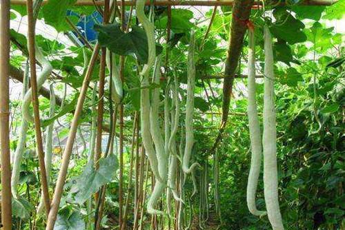 蔬菜蛇瓜怎么吃,探索蔬菜蛇瓜的美味烹饪技巧