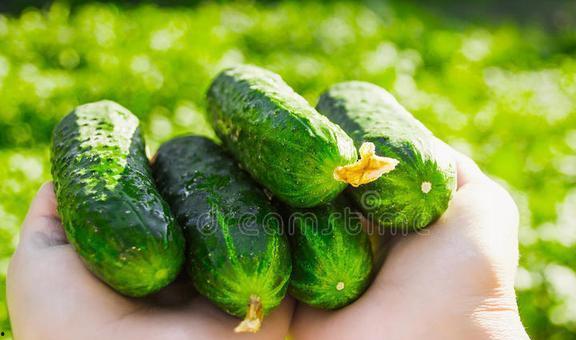 吃瓜群众购买黄瓜,吃瓜群众黄瓜购买热潮背后的故事