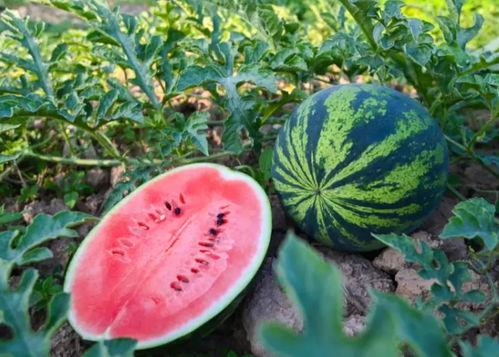 米博吃瓜,揭秘娱乐圈背后的那些事儿