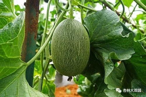 吃瓜中照片,揭秘吃瓜群众背后的故事