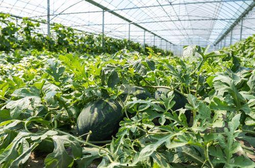 在乡下吃瓜,一场乡村夏日美食之旅