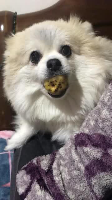 努力吃瓜的小胖,揭秘瓜界新宠的奋斗之路