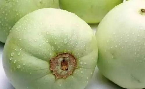 梦到瓜秧旺盛摘瓜吃,丰收喜悦的摘瓜体验