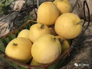 迷人吃瓜,迷人吃瓜，一网打尽明星幕后故事