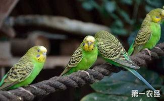 鹦鹉可以吃籽瓜吗,籽瓜是否适合作为鹦鹉的美食？