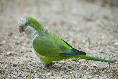 鹦鹉可以吃籽瓜吗,籽瓜是否适合作为鹦鹉的美食？