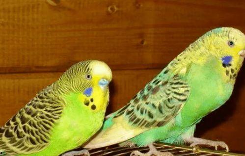 鹦鹉可以吃籽瓜吗,籽瓜是否适合作为鹦鹉的美食？