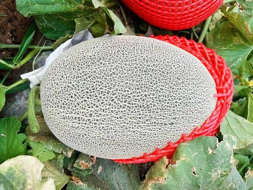 吃瓜垫书,揭秘娱乐圈背后的秘密与真相